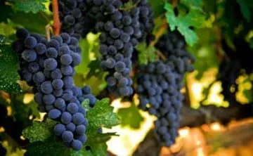 Grapes on the vine at a Texas Hill Country winery near Austin