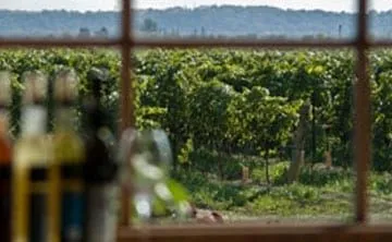 Texas Hill Country vineyard tasting on a Cynthia's Limo wine tour
